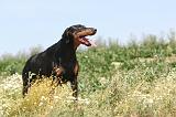 DOBERMANN 609